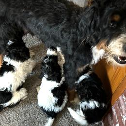 Bernedoodle, Cockapoo, and Goldendoodle Puppies from Avery Doodle Day LLC
