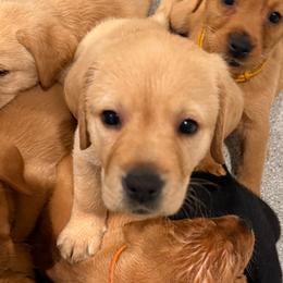 Black collar - Yellow female Labrador Retriever puppy in Clinton, Tennessee from Summer Rose