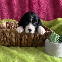 Joy - Black and white female English Springer Spaniel puppy in North Carolina from Ebenezer Valley ESS