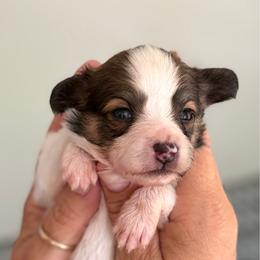 Boy 4 - Red white and sable male Papillon puppy in Surprise, Arizona from Papillons in Arizona