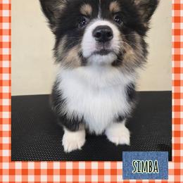 Simba - full fluffy - Black and tan male Pembroke Welsh Corgi puppy in Necedah, Wisconsin from The 6Ks Paws and Hobbies