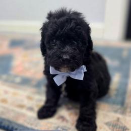 Walt (DeWalt) - male Cavapoochon puppy in Bullard, Texas from Cavapoochon Central LLC