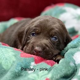 Mocha - Chocolate Labrador Retriever puppy in Sandpoint, Idaho from Allen Sunnyside AKC Labs
