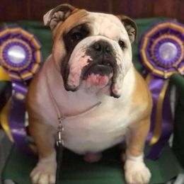 Bulldogs from B's Standard-Bred Bulldogs