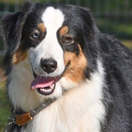 Cheyenne - Miniature Australian Shepherd