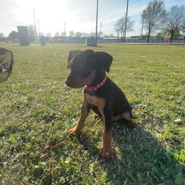 Smokey - Black and rust male Miniature Pinscher puppy in Grove, Oklahoma from K&J's Min Pins Of Grand Lake
