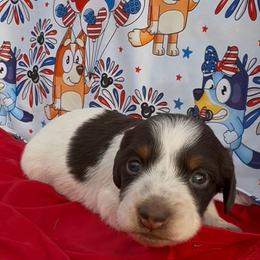 Candy Paws - Piebald male Dachshund puppy in Duncan, Arizona from Bootheel Doxies
