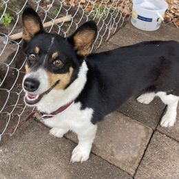 Bibi - Pembroke Welsh Corgi
