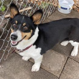 Bibi - Pembroke Welsh Corgi