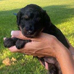 Jet - Phantom male Bernedoodle puppy in Millsap, Texas from Gaston’s Posh Poodles and Doodles
