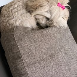 Havanese Puppies from SunWyst Havanese