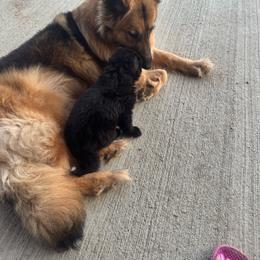 Charlie - Black male German Shepherd puppy in Losantville, Indiana from Jessica's German Shepherds