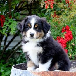 Bowie - Black tri male Miniature American Shepherd puppy in Kalama, Washington from Lone Pine Miniature American Shepherds