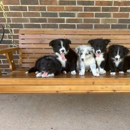 Border Collie Puppies from SoCal/Promise Land Border Collies