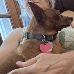 Ginger - Miniature Pinscher