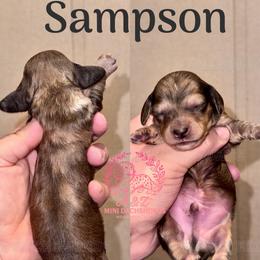 Sampson - Cream male Dachshund puppy in Hornbeck, Louisiana from A&Z Mini Dachshunds