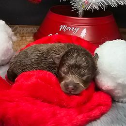 Pepper's Radioactive - Lavender female Pomeranian puppy in Plant City, Florida from Pepper's Pomeranians