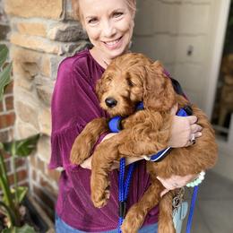 Goldendoodle Puppies from Bows & Ties Doodles