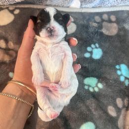 Cinnamon roll - Black and white male Shihpoo puppy in Denver, Colorado from Angel babies