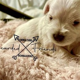 Miniature Schnauzers from Bearded Friends