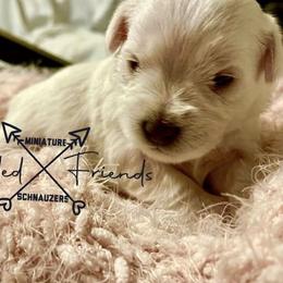 Miniature Schnauzers from Bearded Friends