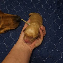 Europa - Yellow female Labrador Retriever puppy in Elloree, South Carolina from Moonlight Kennels LLC