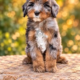 Finn - Tri-color male Bernedoodle puppy in Greenville, Texas from Doodles of Promise