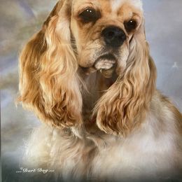 Cocker Spaniel Puppies from Quail Ridge Farm