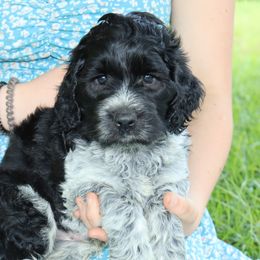 Bernedoodles, Poodles, and Springerdoodles from Trahan Farms