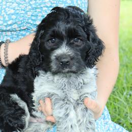 Bernedoodles, Poodles, and Springerdoodles from Trahan Farms