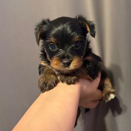 Autumn (Grey collar) - Black and tan female Yorkshire Terrier puppy in Riverbank, California from Yorkie_Wonderland and Stud Services