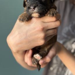 Buttered pecan - Wheaten male Whoodle puppy in Gladewater, Texas from Kalin’s K9s