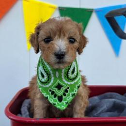 Ranger - Red  male Goldendoodle puppy in Payson, Utah from Missy Doodles