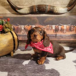 Dachshund Puppies from Brown's Valley Dachshunds