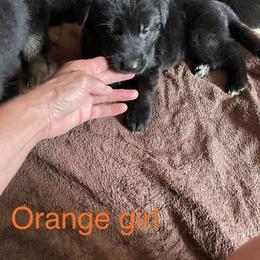 German Shepherd Puppies from Kimberly Philpott