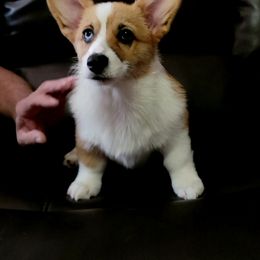 Girl 4 - White and red Pembroke Welsh Corgi puppy in Waynesboro, Tennessee from Cole's Corgi Compound