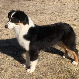 Ebony - Miniature American Shepherd