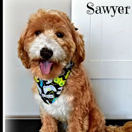 Sawyer - Goldendoodle