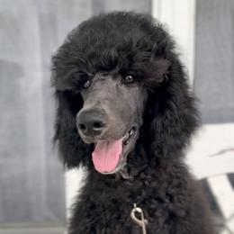 Girl 2 - Black Poodle puppy in Stuart, Florida from AKC/Excellent + Good OFA Sweet Delightful Poodles