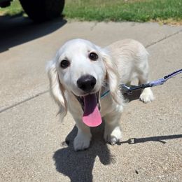 Dachshund Puppies from Pampered in Paradise miniature dachshunds
