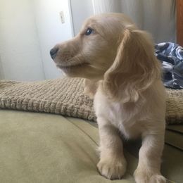 Dachshund Puppies from Western Slope English Cream Dachshund
