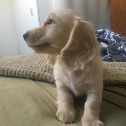 Dachshund Puppies from Western Slope English Cream Dachshund
