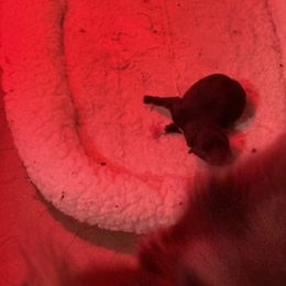 Maizey - Black female Pomeranian puppy in Jackson, New Jersey from Peapod Pomeranians