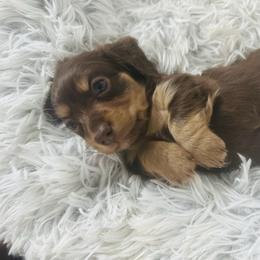 Chocolate Cream Boy 3 - Chocolate and cream male Dachshund puppy in Madison, Indiana from Jensen Dobermans and Dachshunds