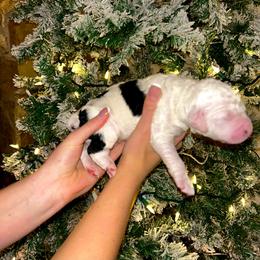 Snoopy - Black and white male Sheepadoodle puppy in Tennessee, Illinois from The Artman Family