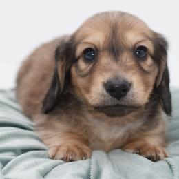 ARMANI- AKC Import Lines - Cream male Dachshund puppy in Coweta, Oklahoma from Sunnyside Dachshunds