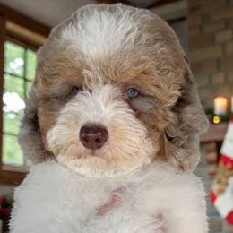 Muffin - Parti male Poodle puppy in Tucson, Arizona from Adored Poodle & Doodles