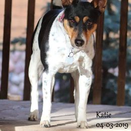 Katie - Rat Terrier