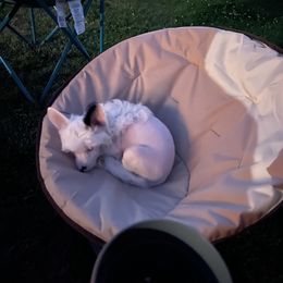 Chinese Crested Puppies from StioX Chinese Cresteds