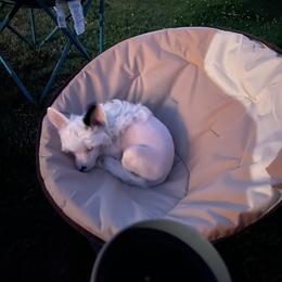 Chinese Crested Puppies from StioX Chinese Cresteds